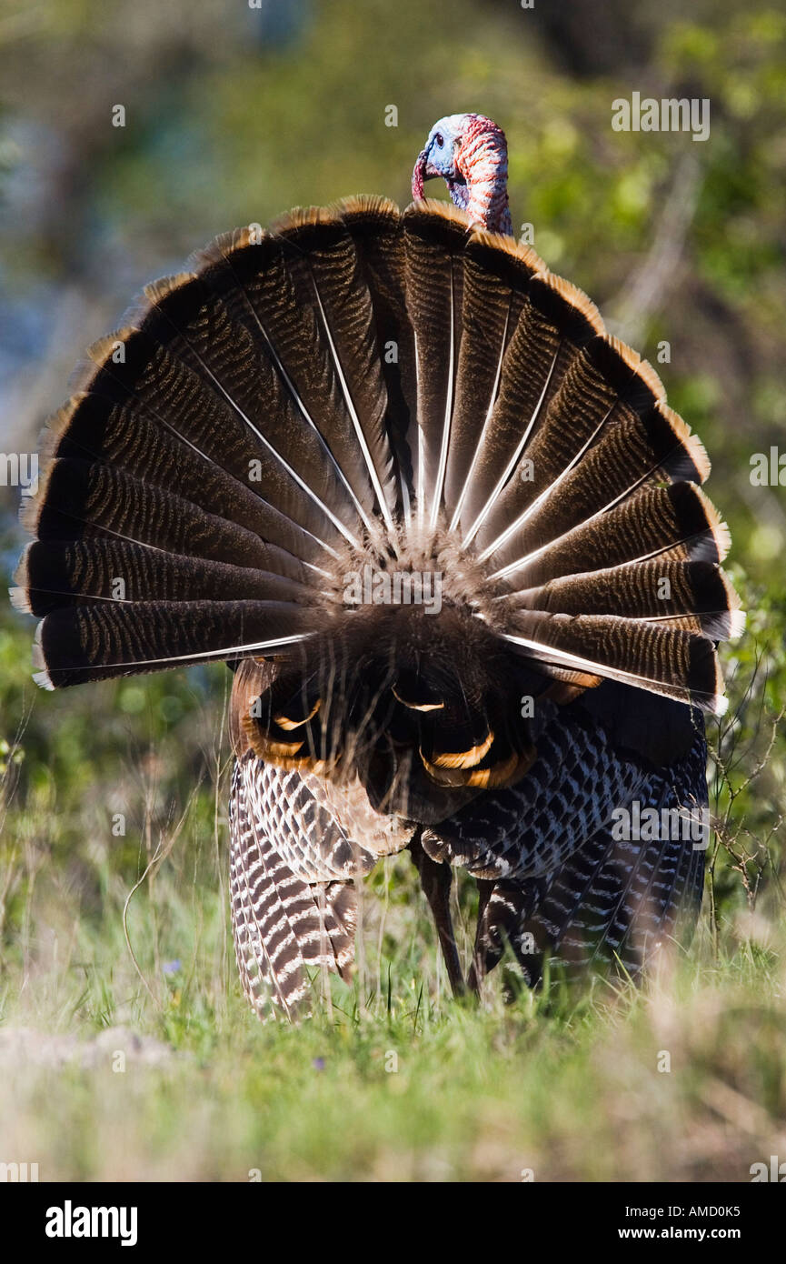 Rio Grande Wild Turkey Banque D'Images