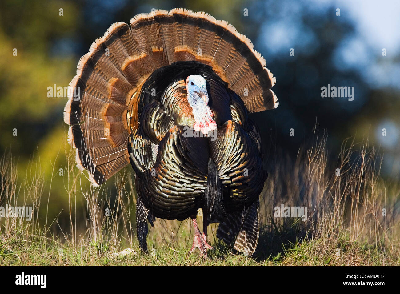 Rio Grande Wild Turkey Banque D'Images