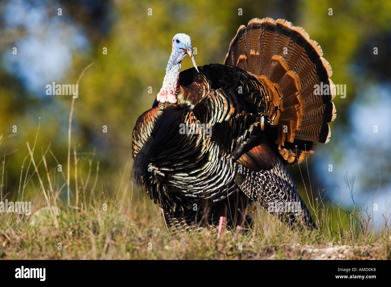 Rio Grande Wild Turkey Banque D'Images