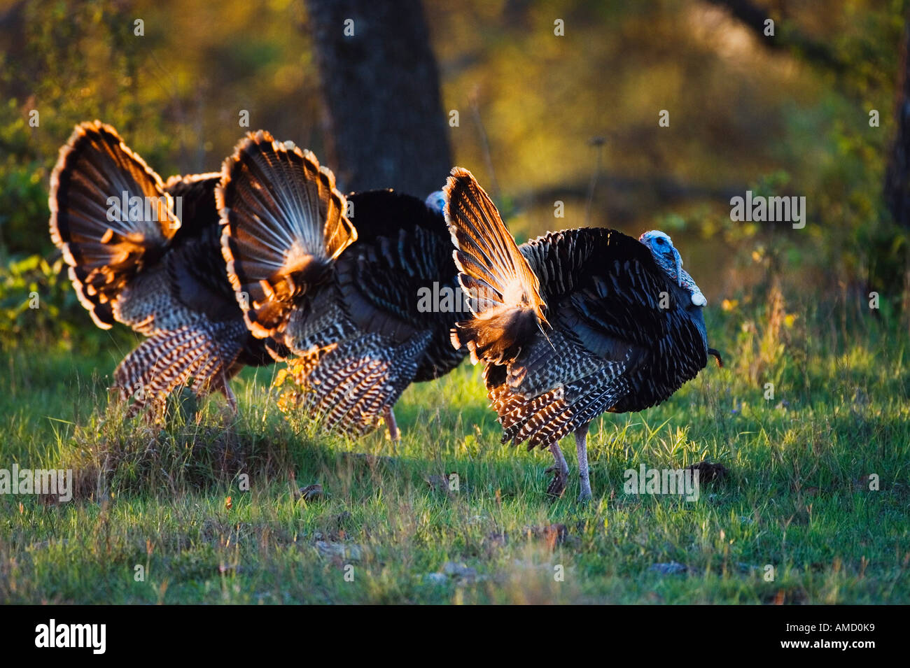 Rio Grande les dindons sauvages Banque D'Images