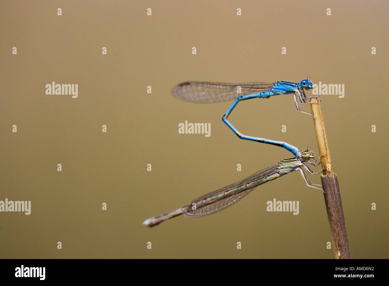 L'accouplement de demoiselles Banque D'Images