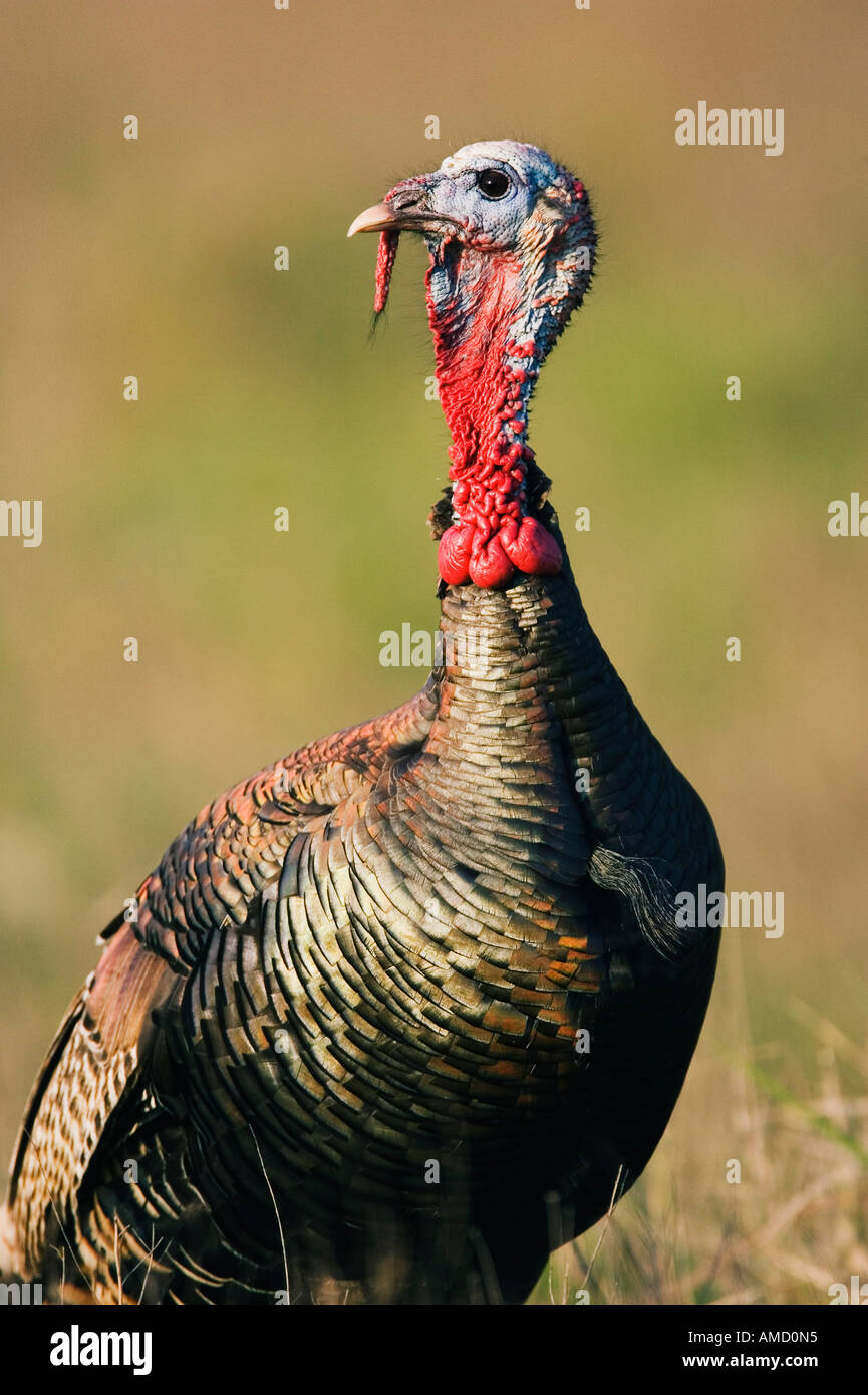 Rio Grande Wild Turkey Banque D'Images