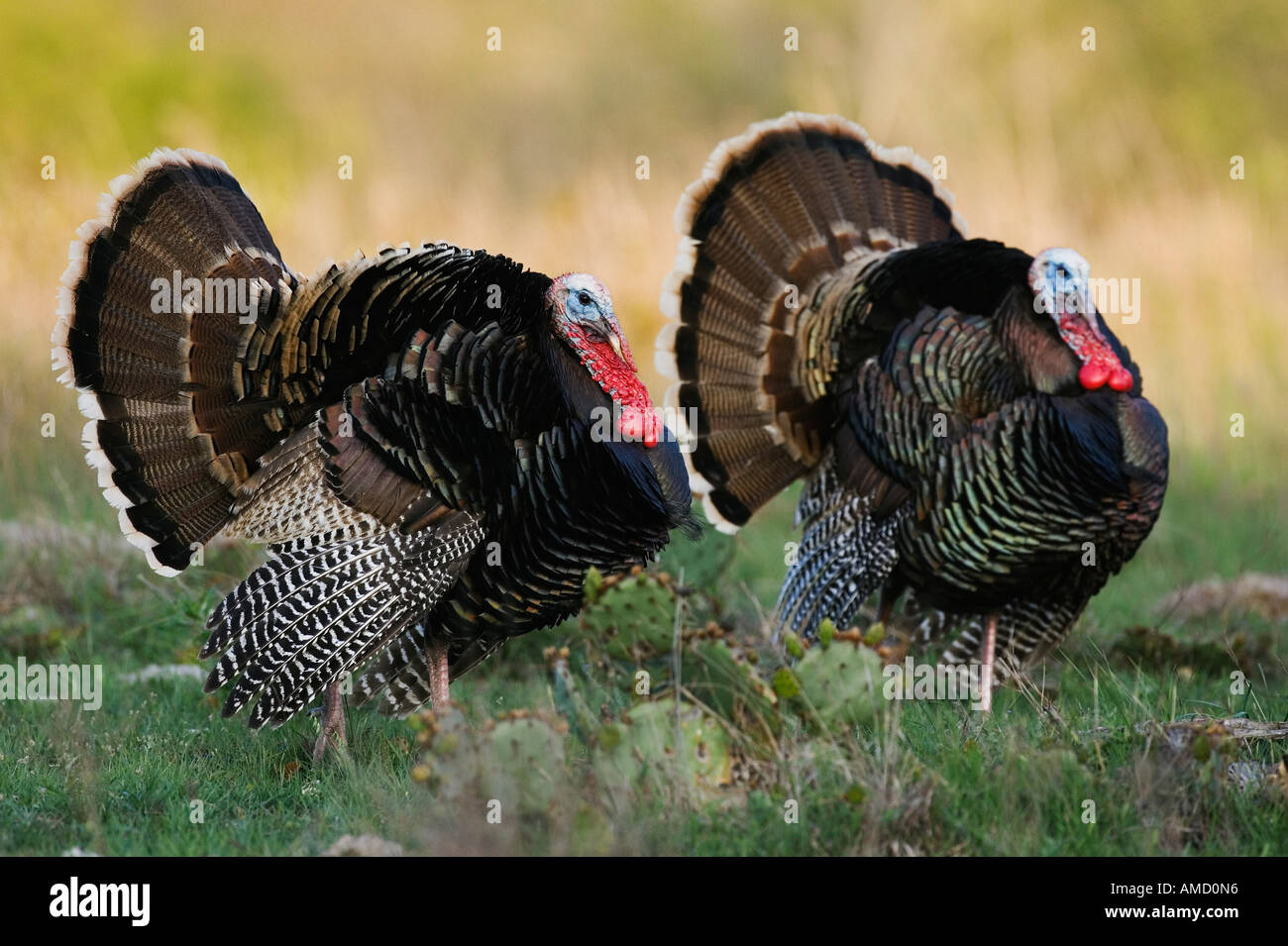 Rio Grande Wild Turkey Banque D'Images