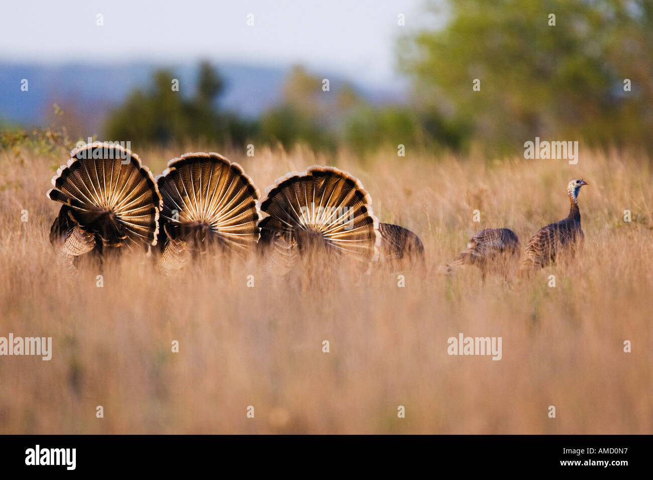 Rio Grande Wild Turkey Banque D'Images