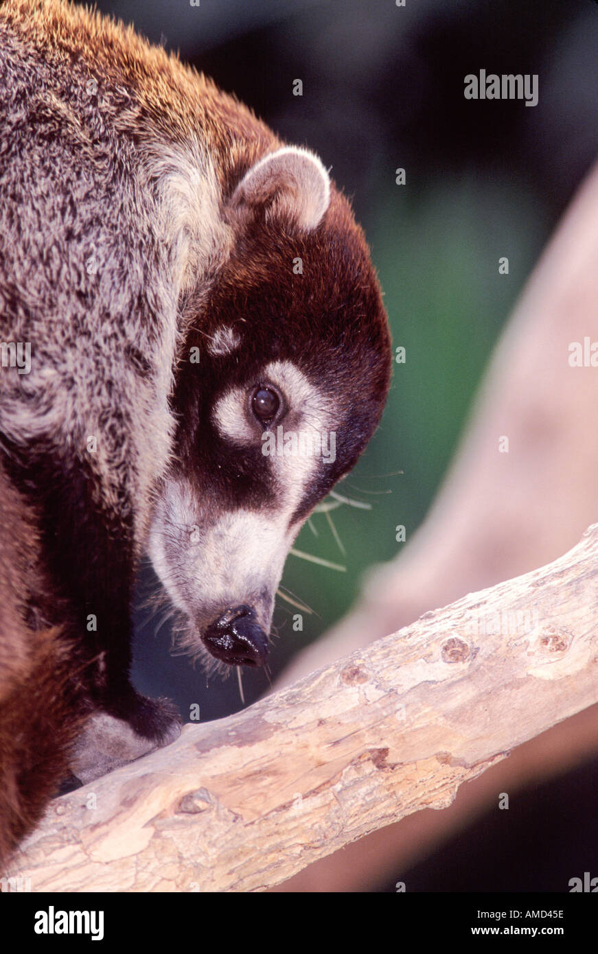 White Nosed Coati Banque D'Images