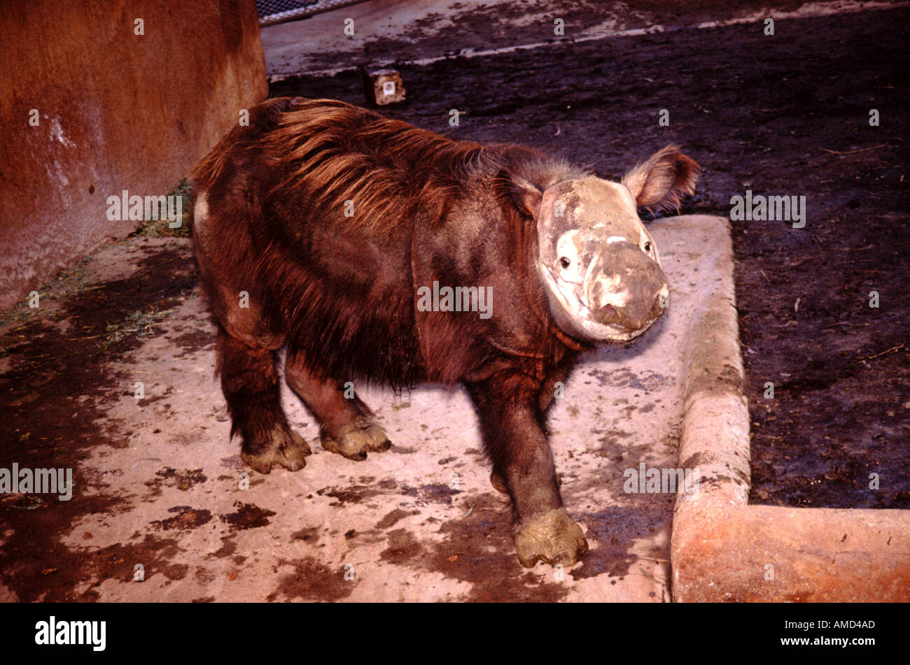 Rhinocéros de Sumatra Banque D'Images