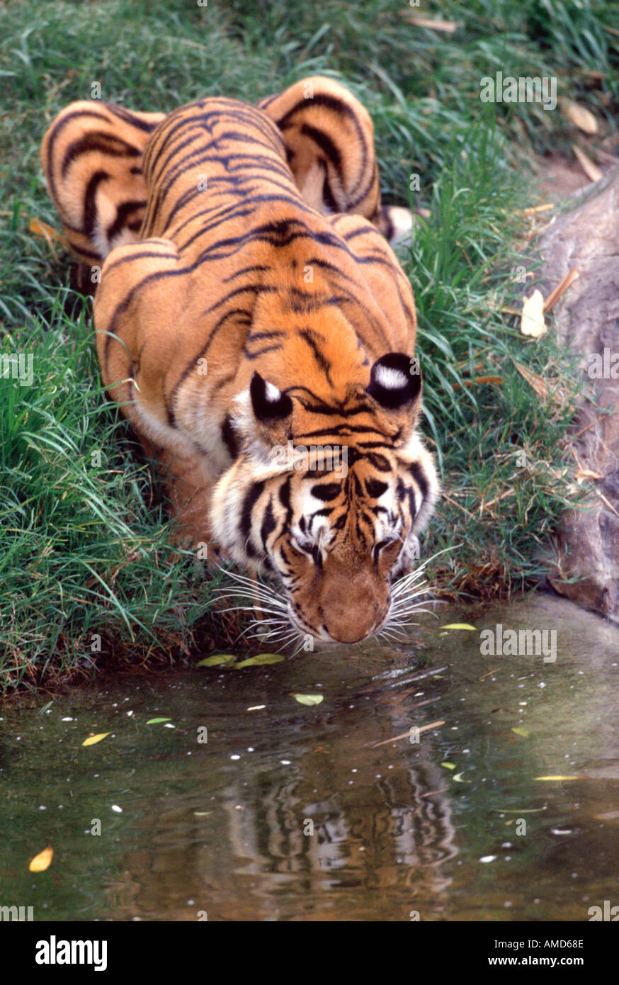 Tigre du Bengale l'eau potable. Spécimen en captivité. Panthera tigris tigris Banque D'Images