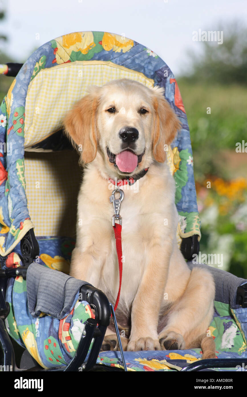 Golden Retriever dog - chiot assis dans baby carriage Banque D'Images