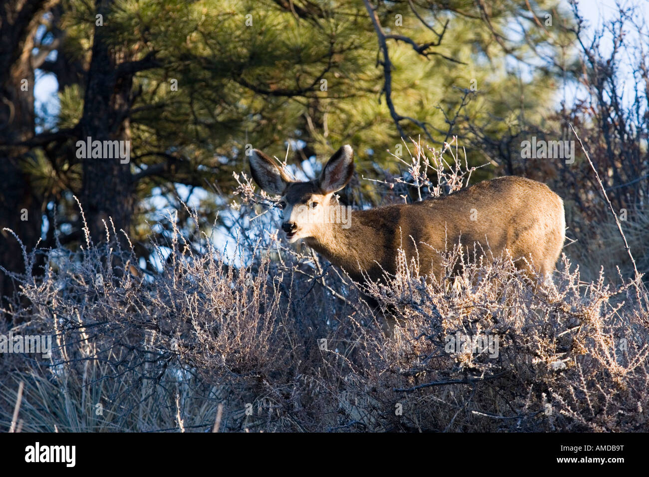 Doe deer est très heureux que le soleil est sorti après une tempête glaciale au Colorado Banque D'Images