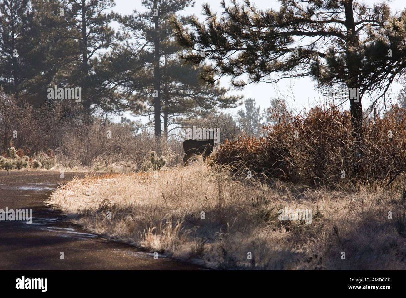 Silhouette d'un cerf sur la piste sur un matin d'hiver glacial misty Colorado Banque D'Images