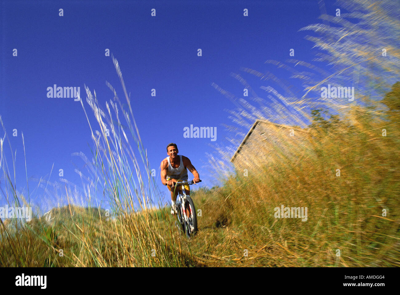 Vtt homme dans le champ d'herbes hautes, Maine, USA Banque D'Images