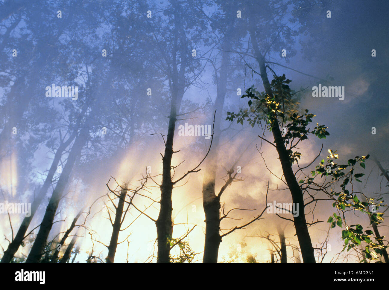 Forêt de la fumée dans l'Alberta, Canada Banque D'Images
