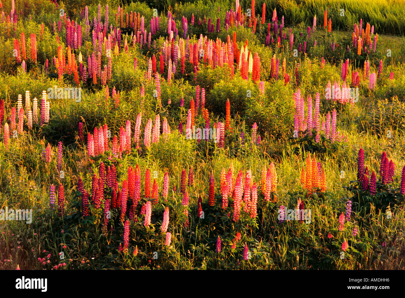 Lupins Shampers Bluff, New Brunswick Canada Banque D'Images
