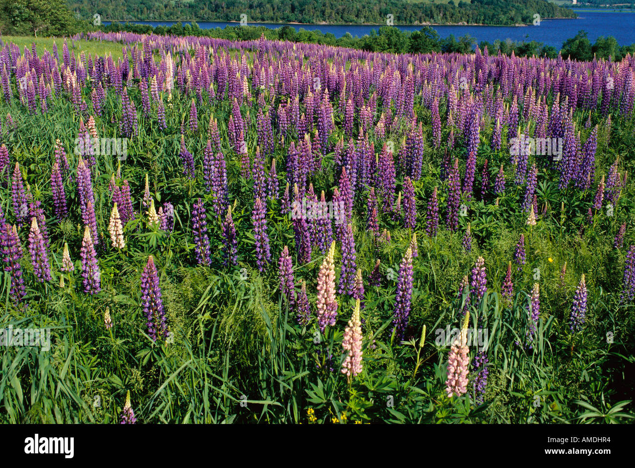 Lupins Shampers Bluff, New Brunswick Canada Banque D'Images