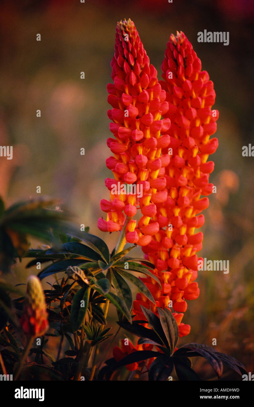 Lupins Shampers Bluff New Brunswick, Canada Banque D'Images