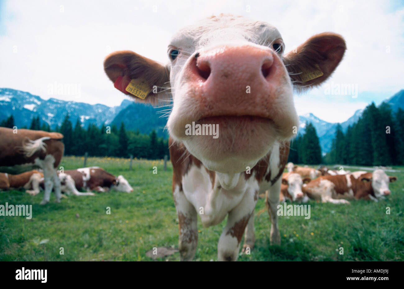 Les bovins domestiques Bos primigenius f Autriche Tyrol frontal portrait taureau Banque D'Images