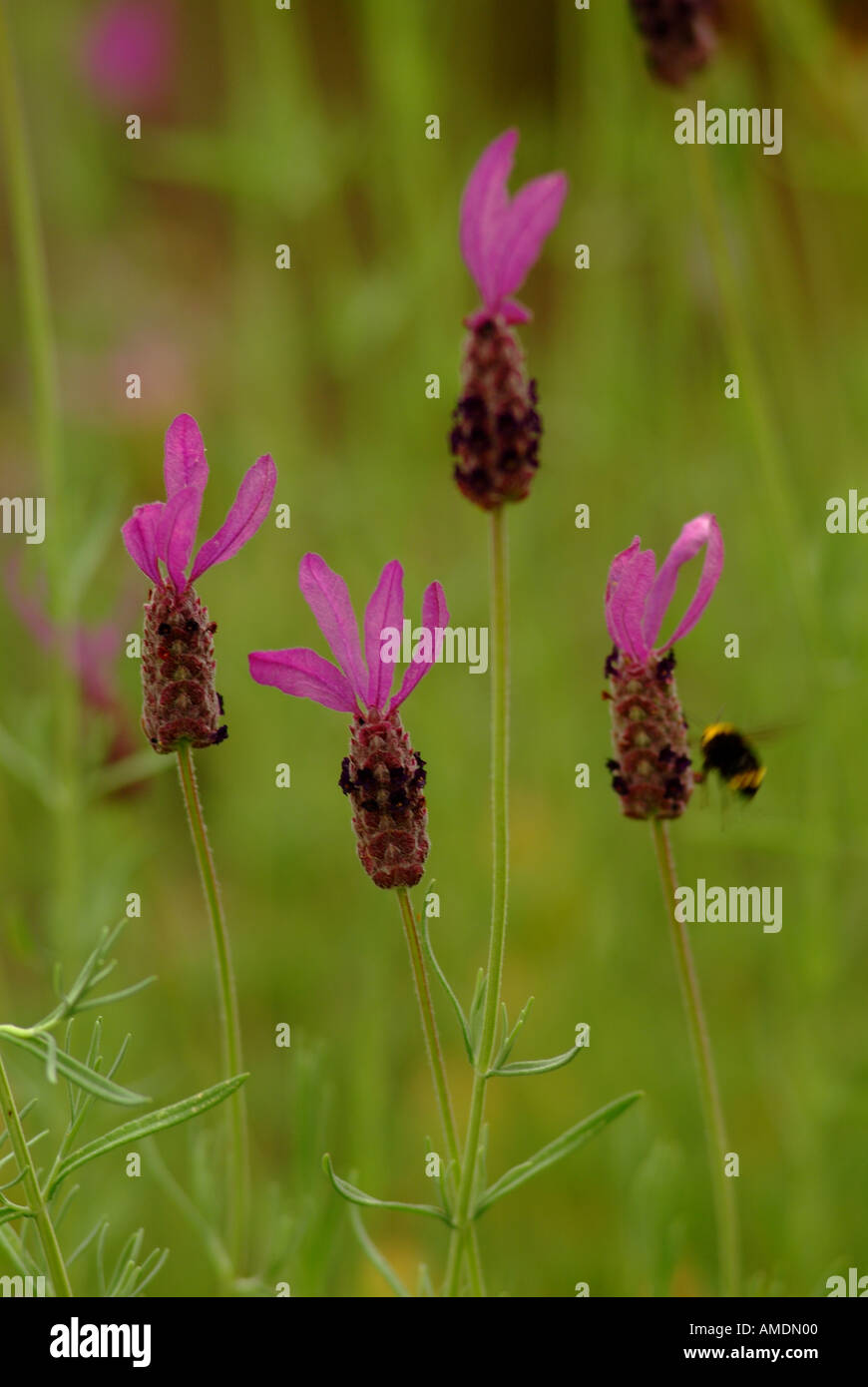 Mauve lavande Lavandula spp français avec bee Banque D'Images