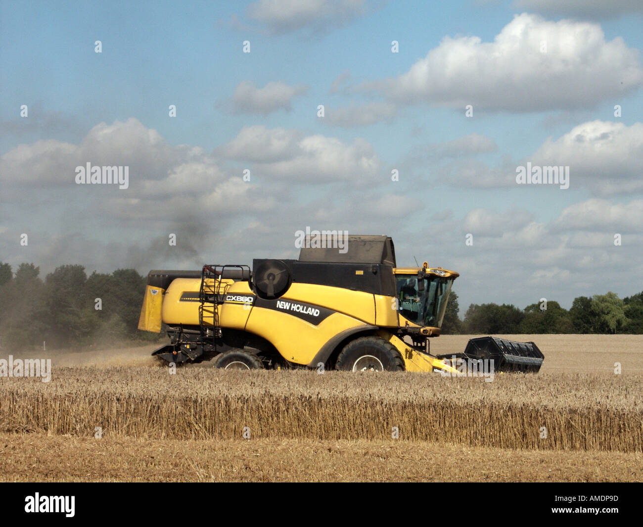 Vue rapprochée ensoleillée vue latérale de la moissonneuse-batteuse New Holland CX880 à l'œuvre pour la coupe de céréales mûres dans des terres agricoles rurales sèches Essex Angleterre Banque D'Images