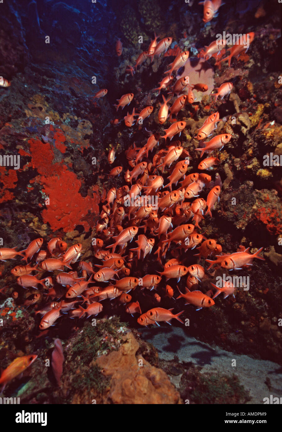 Dominique divesite blackbar soldierfish Champagne sous-marine Banque D'Images