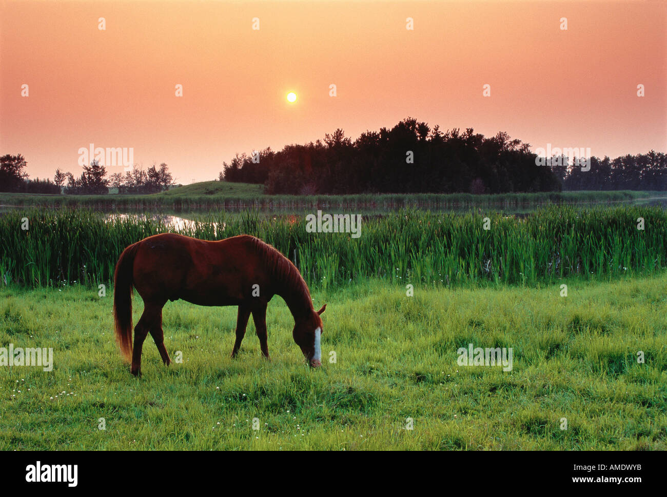 Dans la zone de pâturage de chevaux au coucher du soleil, près d'Edmonton, Alberta, Canada Banque D'Images