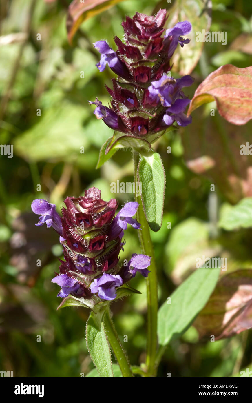 Auto-Guérir Prunella vulgaris Banque D'Images