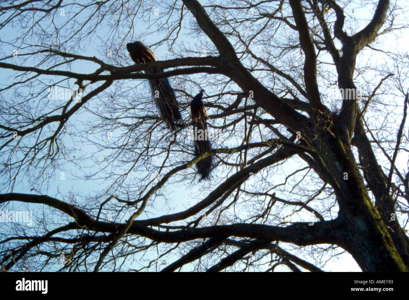 Réglage de couple de paon sur l'arbre Zoo france Banque D'Images