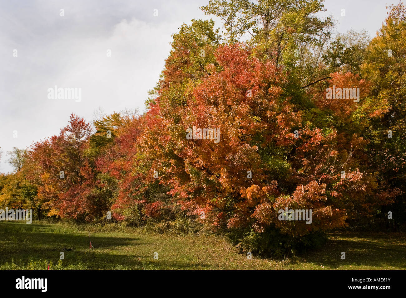 Couleurs d'automne sur les arbres et buissons le champ ouvert. Banque D'Images