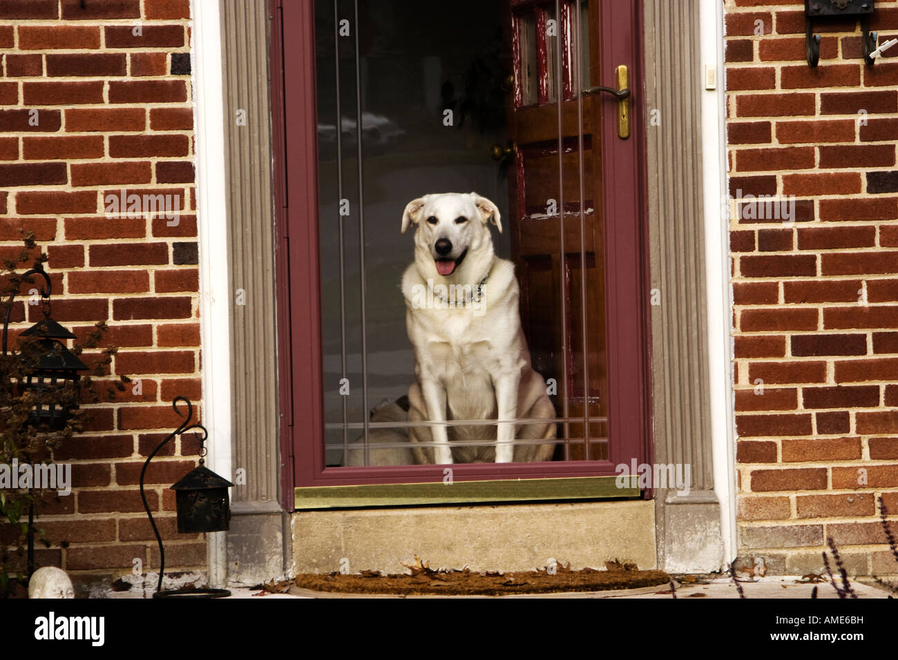 Dogie à la porte Banque D'Images