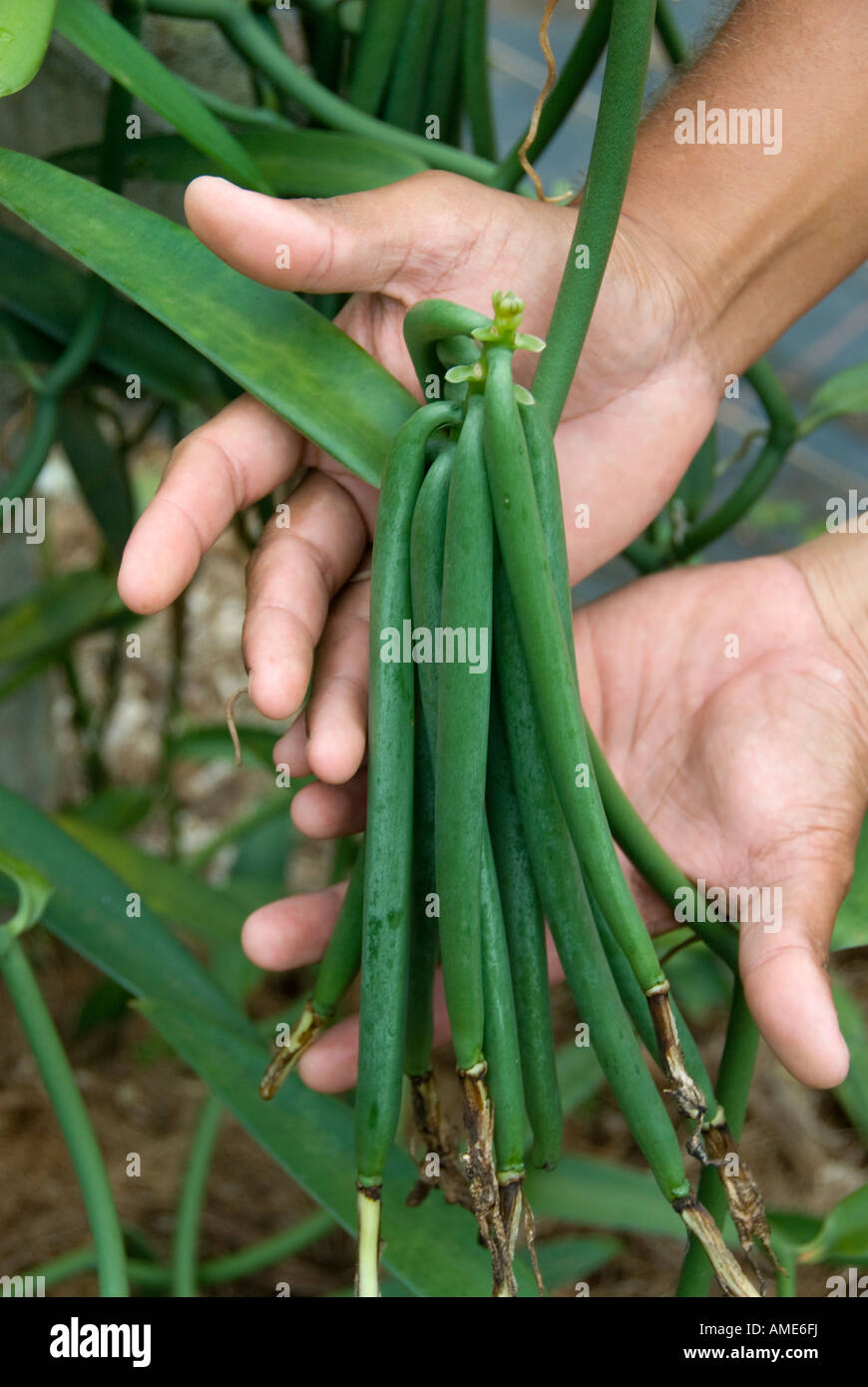 Îles de la société, Polynésie française. Vanille cultivée sur l'île de Taha un Banque D'Images