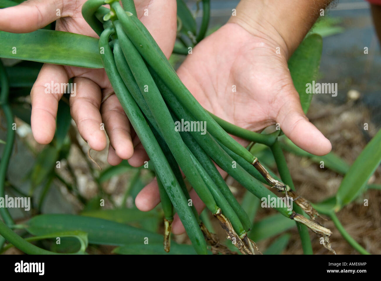 Îles de la société, Polynésie française. Vanille cultivée sur l'île de Taha'a Banque D'Images