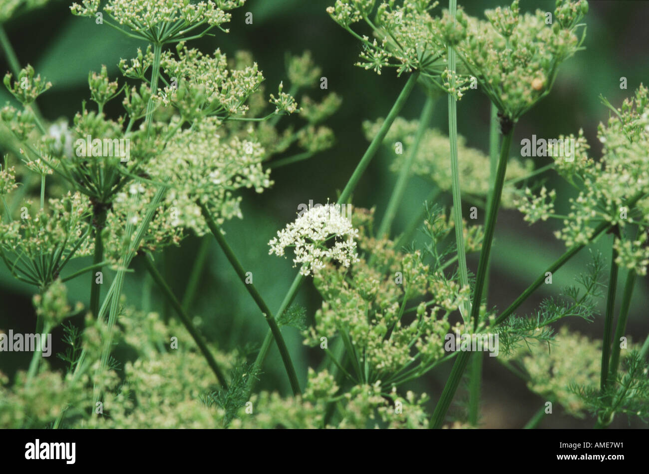 Spignel (Meum athamanticum), blooming Banque D'Images