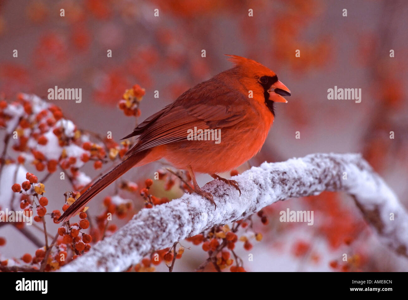 Le Cardinal rouge mâle dans Bittersweet Banque D'Images