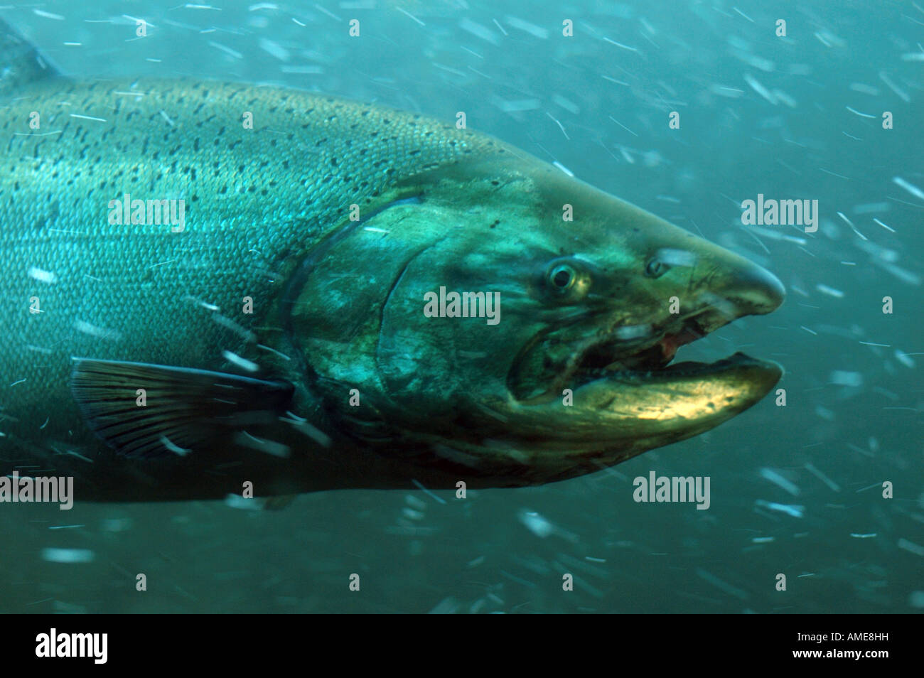 Libre de natation de saumon par l'échelle à poissons Ballard Locks, Seattle, Washington, USA. Banque D'Images