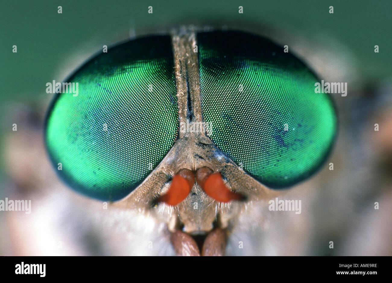 Soleil sombre beetle (Aprica spec.), œil composé Banque D'Images