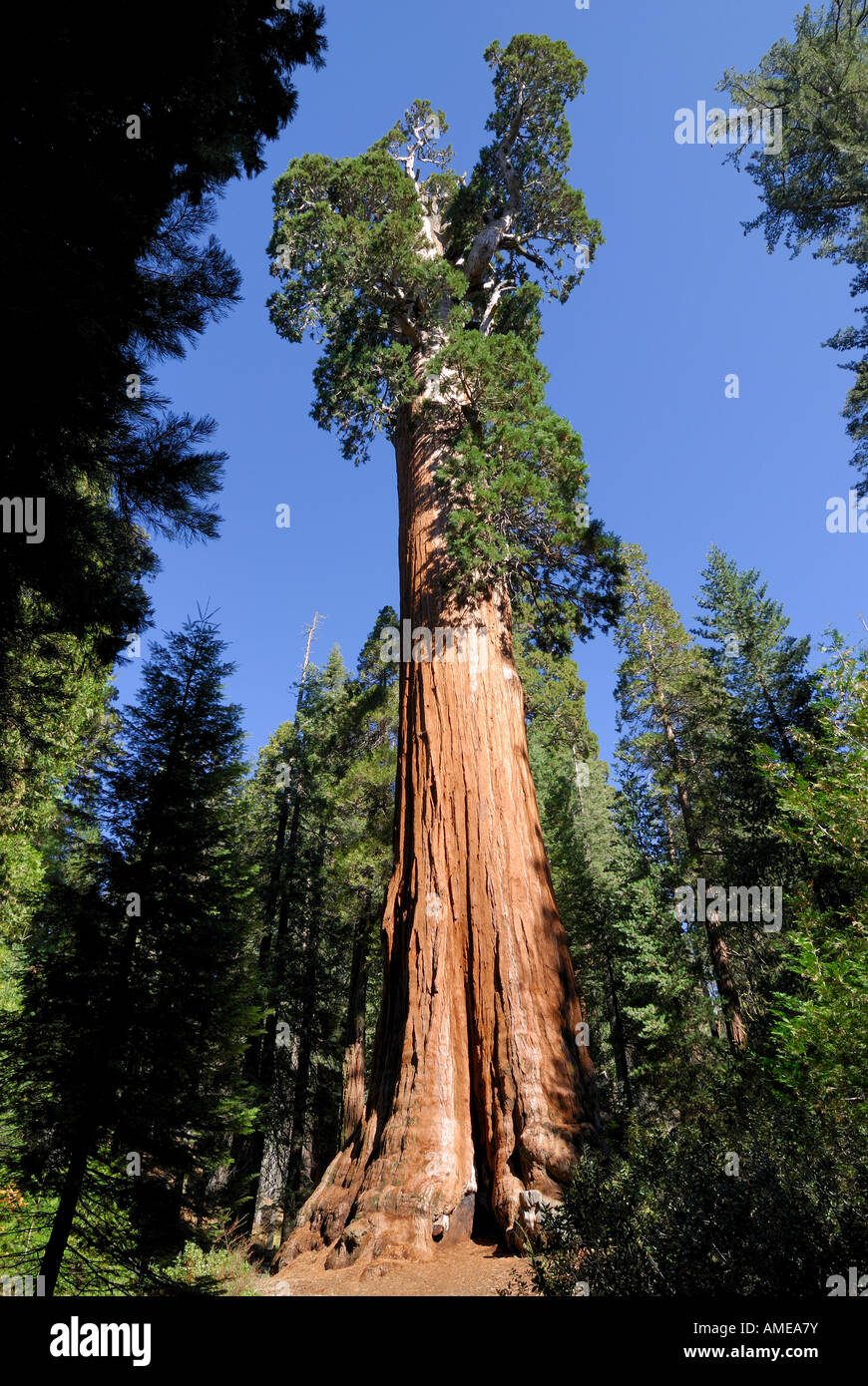 Sequoia National Park General Grant Tree Banque D'Images