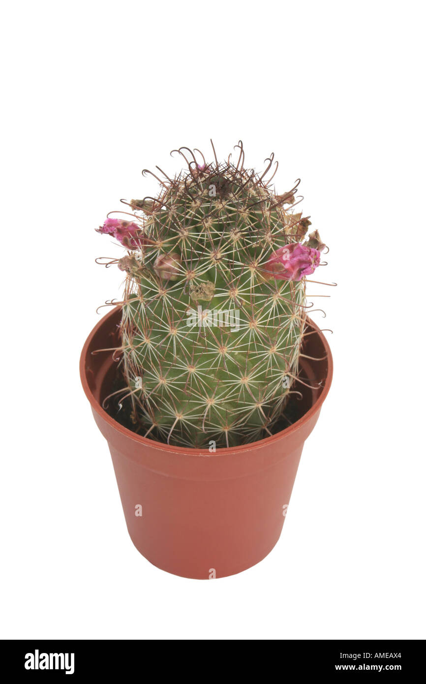 Mamillaire vivipare (Mammillaria swinglei), plante en pot Photo Stock -  Alamy