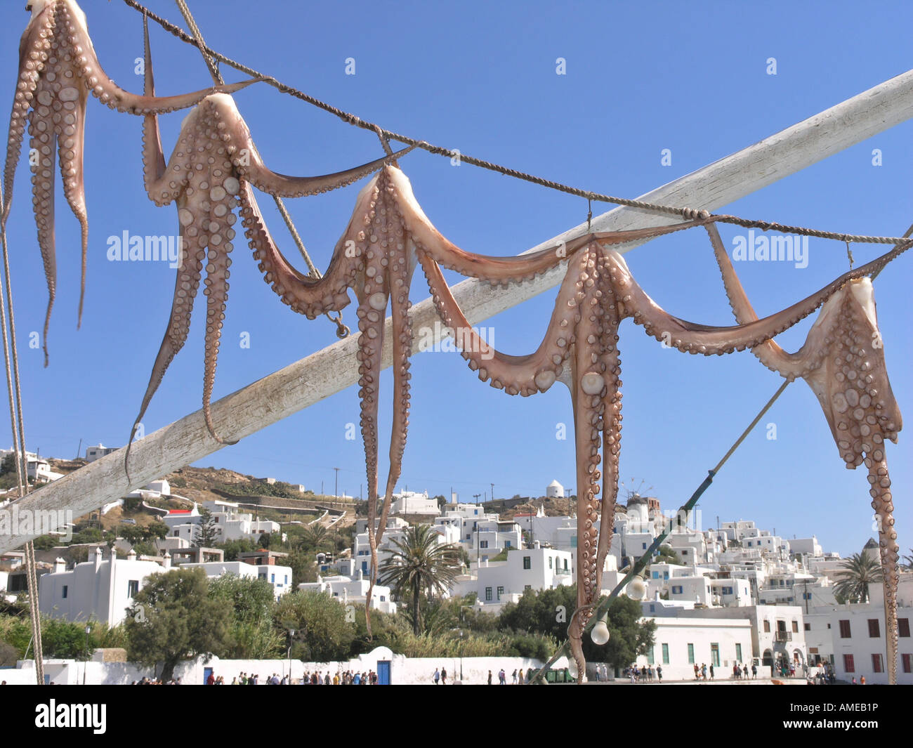 Le séchage de la pieuvre Grèce Îles Cyclades Mikonos Banque D'Images