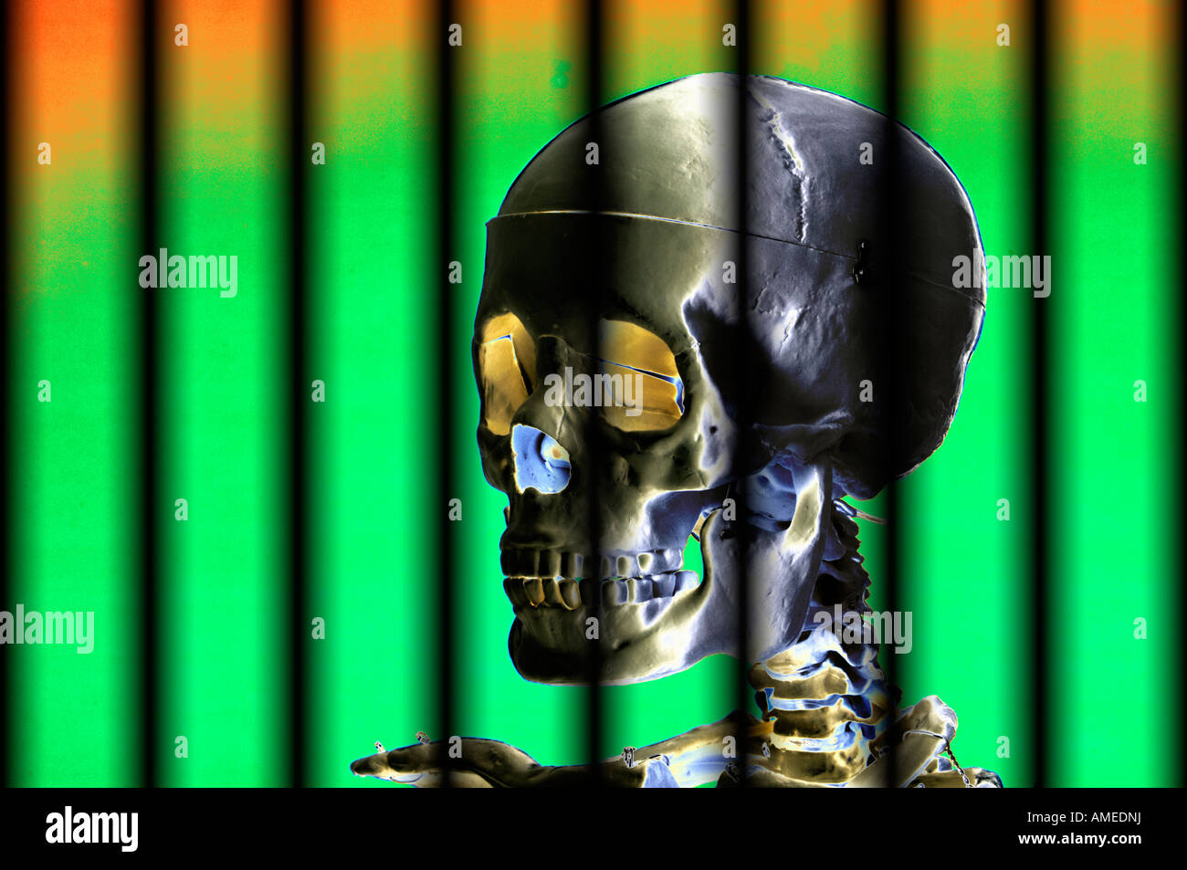 Crâne humain et le squelette modifié numériquement Banque D'Images