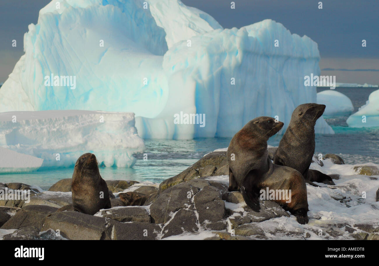 Argentina (Arctocephalus gazella), Groupe avec iceberg, l'Antarctique, l'Île Adelaïde Banque D'Images