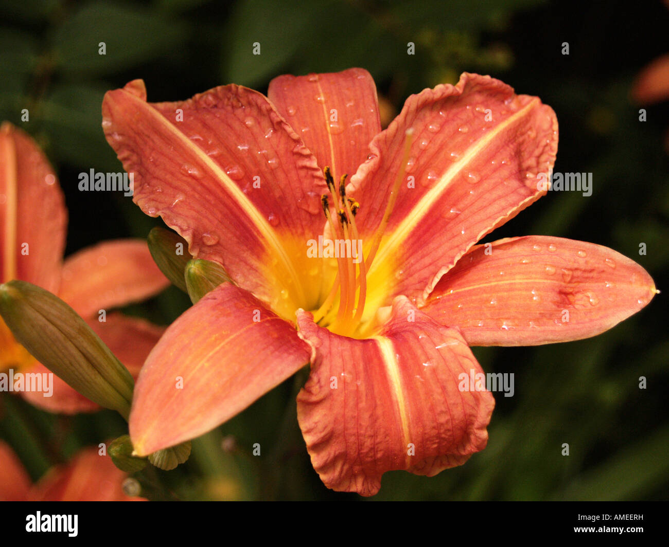 Hemerocallis hémérocalle Banque D'Images