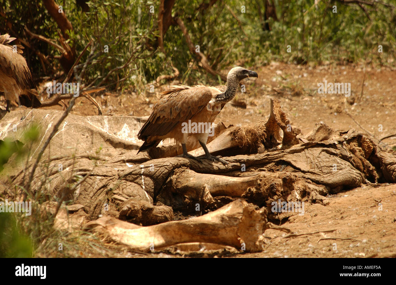 Les oiseaux Afrique Banque D'Images