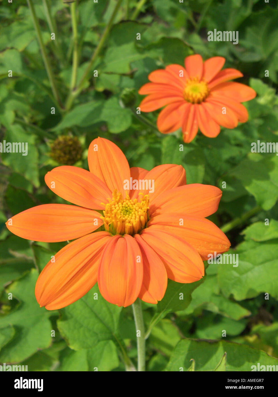 Tournesol mexicain (Tithonia rotundifolia), les inflorescences (capitules) Banque D'Images