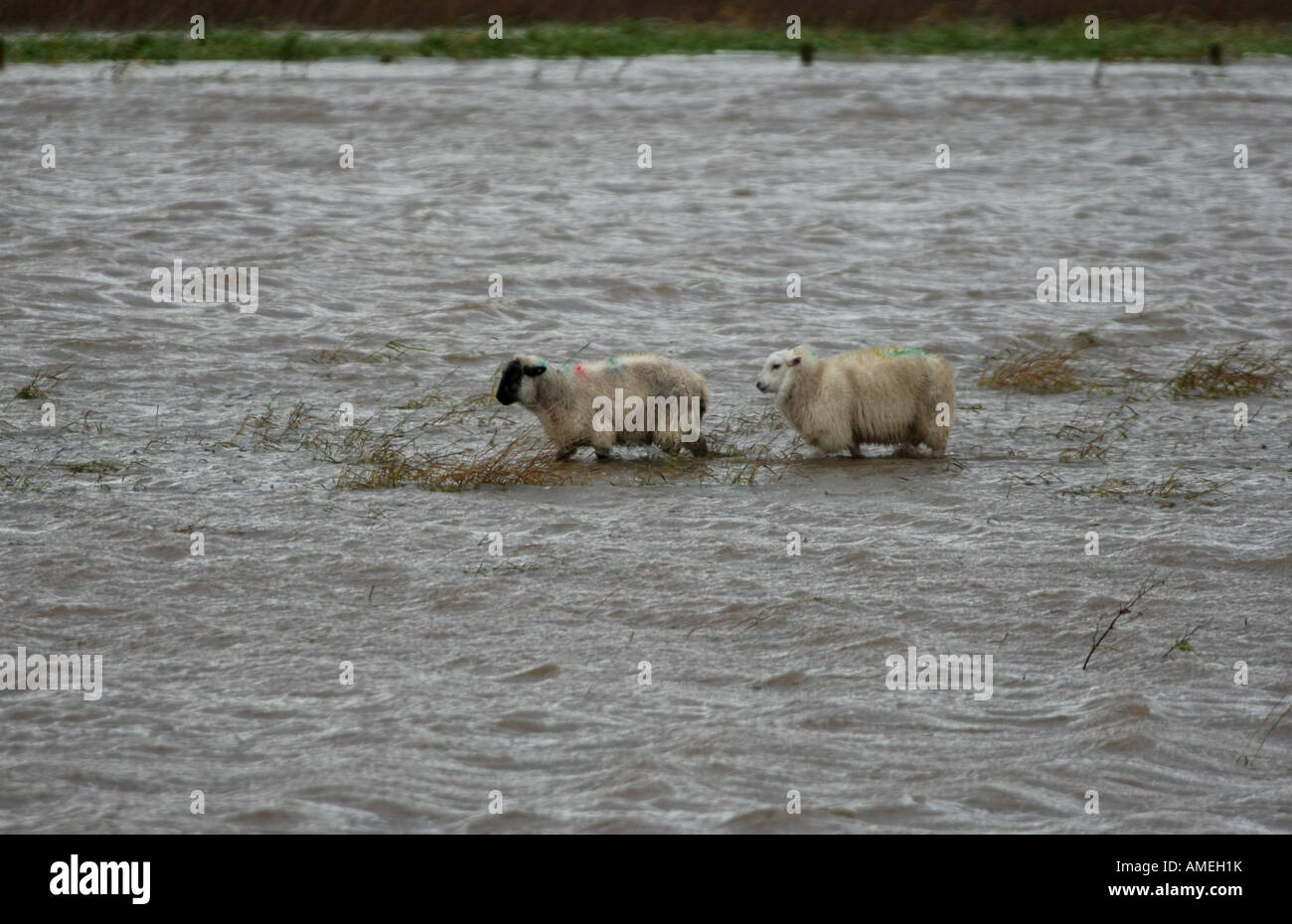 Mouton coincé dans l'eau de l'inondation des terres agricoles près de Turriff, Aberdeenshire, Scotland, UK Banque D'Images