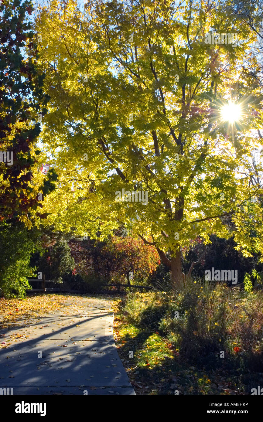 Un chemin sous les arbres en couleurs d'automne Banque D'Images