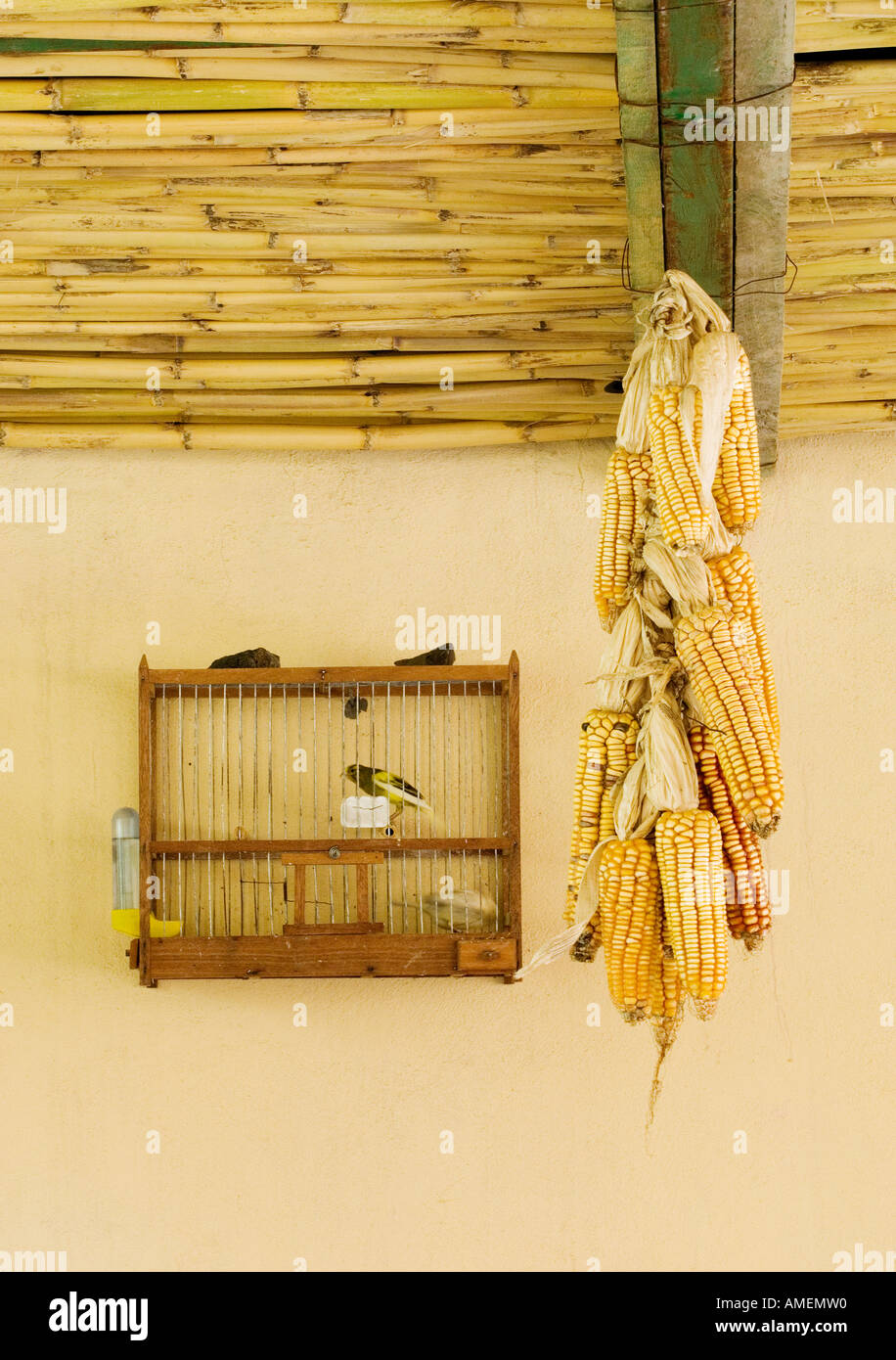 Chanson Canaries oiseaux en cage et les épis de maïs accroché à sécher dans la maison sur l'île de La Gomera, aux Canaries Banque D'Images