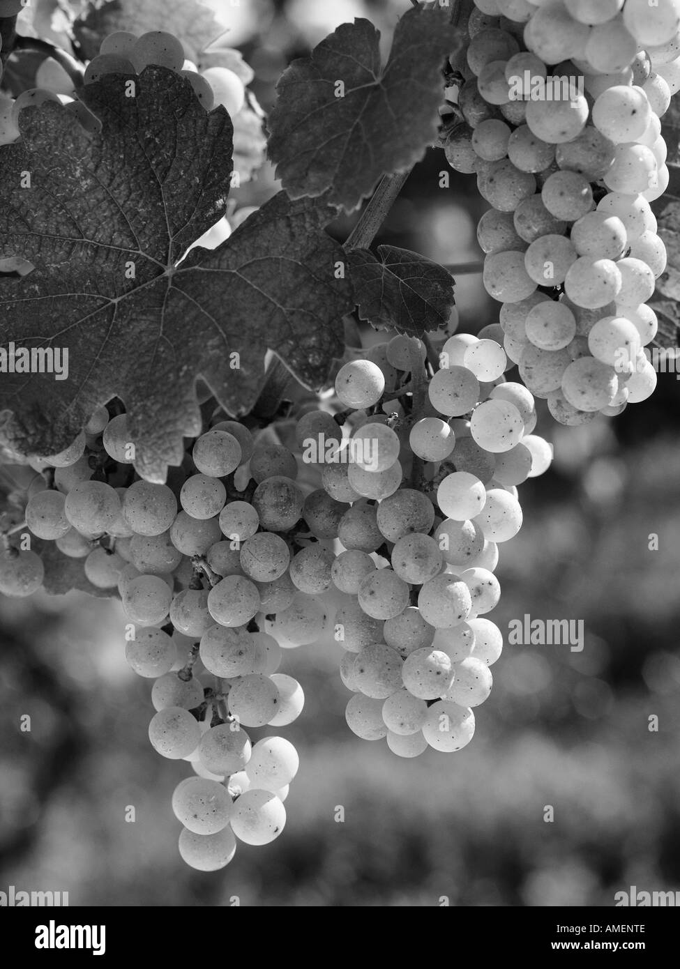 Plan de raisins sur la vigne la Jordanie, de l'Ontario, Canada Banque D'Images