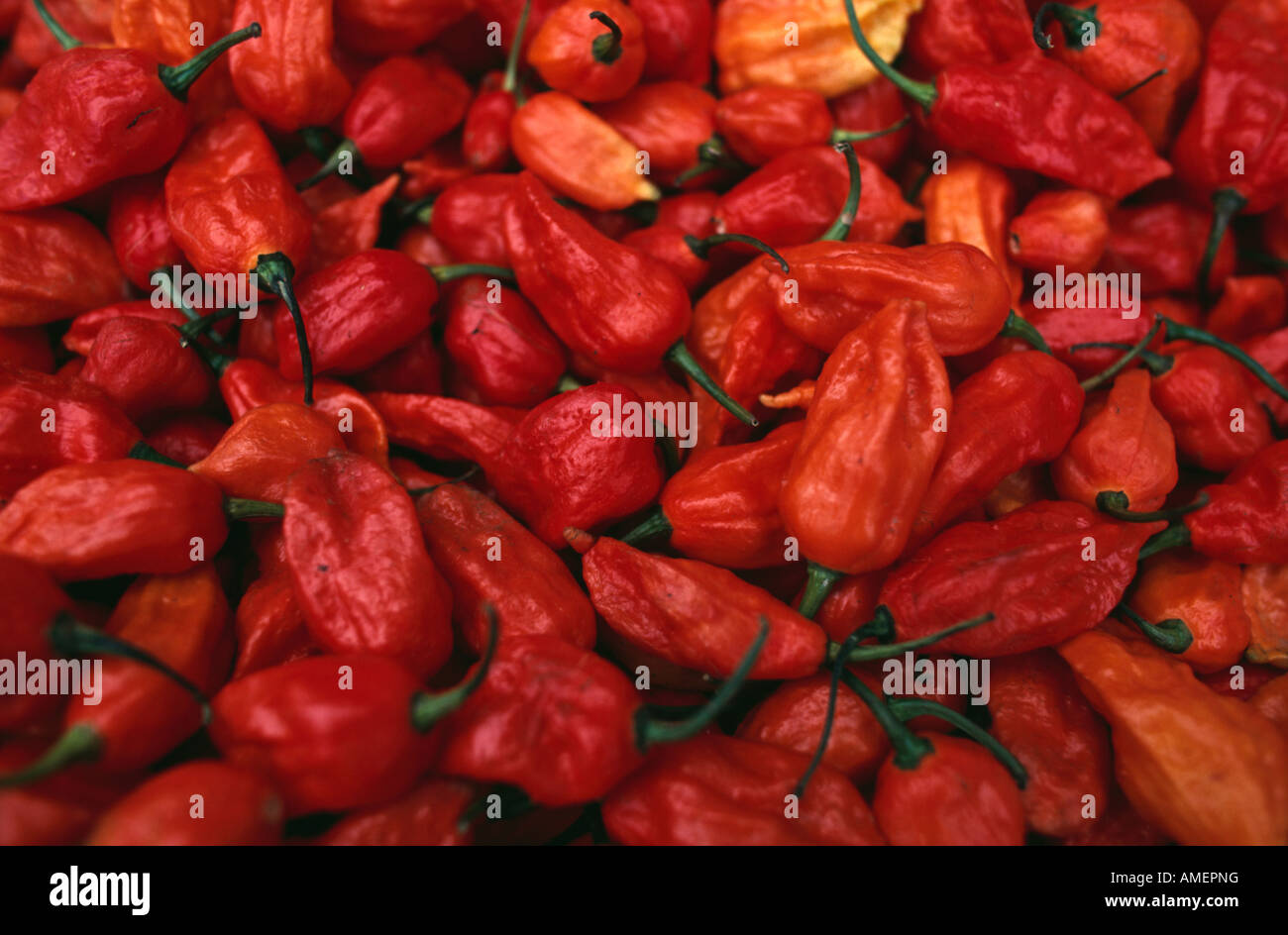 Naga Jolokia chilis dans Kohima, Nagaland Kohima, du marché, de l'Inde. Banque D'Images
