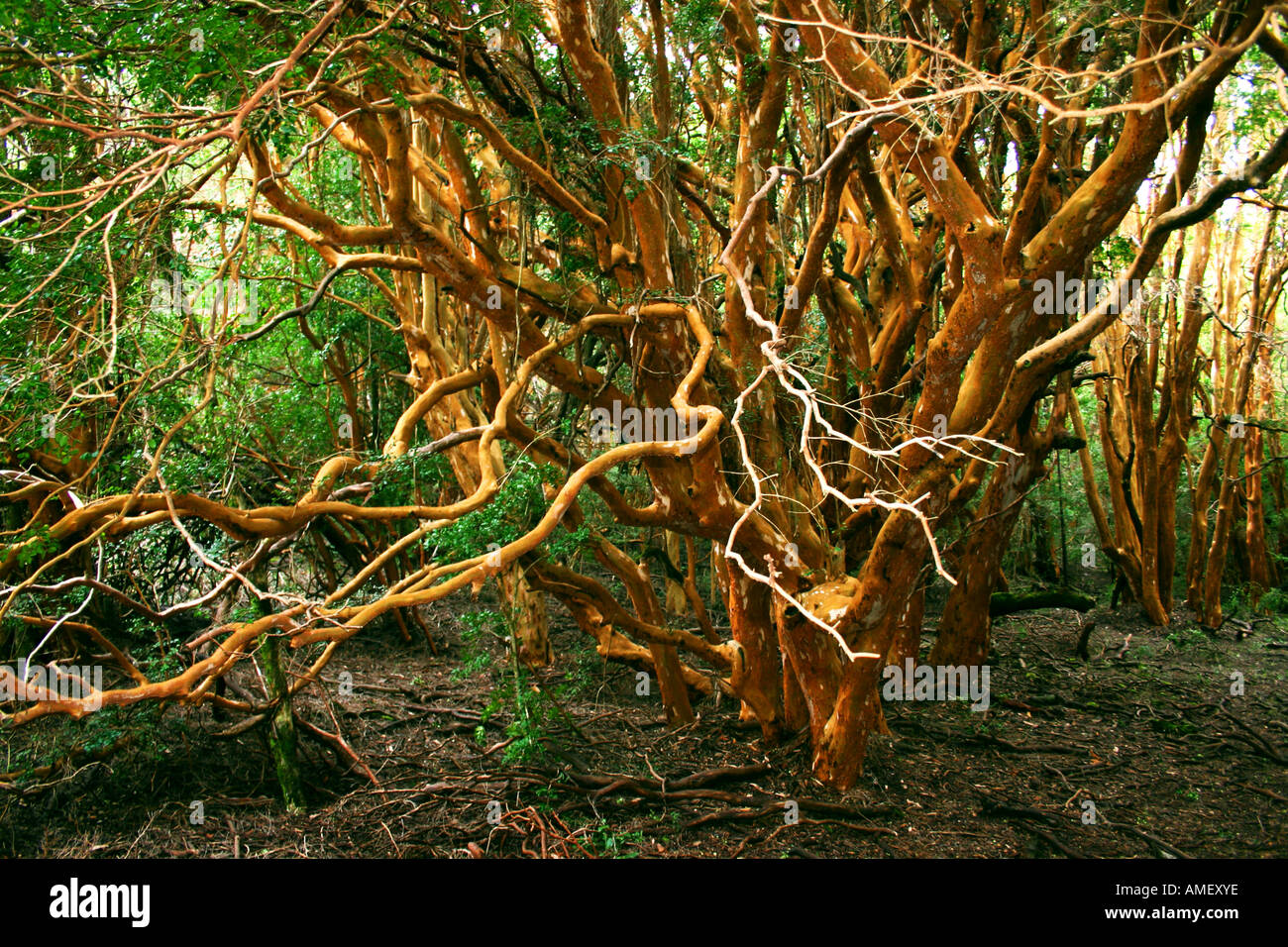 Arrayan Myrceugenella apiculata cet arbre est l'une des espèces typiques de cette zone patagonic dans le Par National de Los Arrayanes Banque D'Images