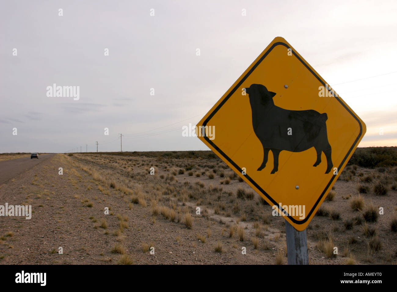 Dans un signe de Transit Road dans la péninsule de Valdez, Chubut, Patagonie, Argentine, disant que c'est une zone d'animaux en vrac. Un mouton Banque D'Images
