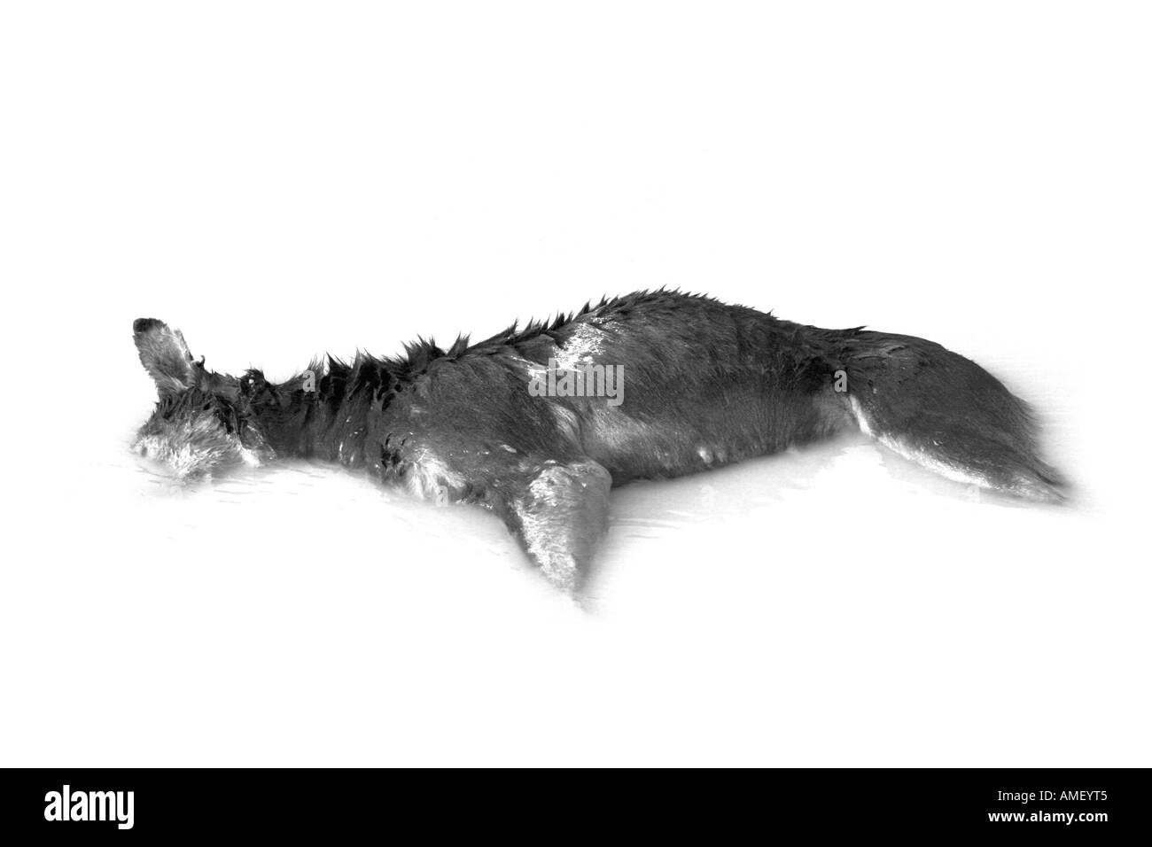 Dead chien abandonné dans un étang piscine boueuse avec sa tête sous l'eau. Bon pour les campagnes de protection des animaux. Gros plan et horizontal Banque D'Images